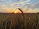 Jęczmień Ozimy SANDRA - Rewelacyjny Plon Grube Ziarno Nasion - 7