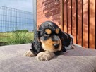Cocker Spaniel piesek GOTOWY DO ODBIORU - 5