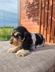 Cocker Spaniel piesek GOTOWY DO ODBIORU - 6