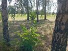 Na sprzedaż działka rolno budowlana 49ar - 7