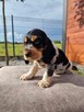 Cocker Spaniel piesek GOTOWY DO ODBIORU - 2