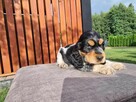Cocker Spaniel piesek GOTOWY DO ODBIORU - 3