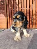 Cocker Spaniel piesek GOTOWY DO ODBIORU - 1