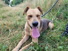 Celnik do adopcji - 6