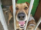 Celnik do adopcji - 7
