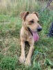 Celnik do adopcji - 3
