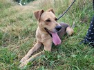Celnik do adopcji - 2