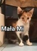 Czy ktoś widział Małą Mi ? - 4