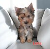 Yorkshire terrier dziewczynka Lena - 6