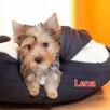 Yorkshire terrier dziewczynka Lena - 2