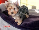 Yorkshire terrier dziewczynka Lena - 5