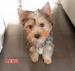 Yorkshire terrier dziewczynka Lena - 4