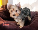Yorkshire terrier dziewczynka Lena - 3