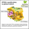 Pszenica Ozima OPOKA - Wysoki Plon Grube Ziarno - 2