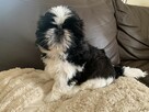 Piesek Shih-tzu NODI - 1