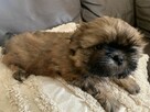 Piesek Shih-tzu tricolor NESTLE - 4