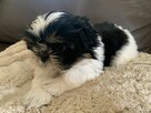 Piesek Shih-tzu Niko - 2