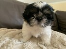 Piesek Shih-tzu Niko - 3