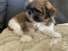 Piesek Shih-tzu tricolor - 4