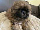 Piesek Shih-tzu tricolor NESTLE - 2