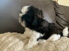 Piesek Shih-tzu NODI - 5