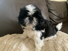 Piesek Shih-tzu NODI - 2