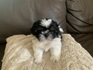 Piesek Shih-tzu Niko - 4