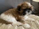 Piesek Shih-tzu tricolor - 5