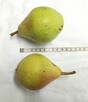 GRUSZKI FAWORYTKA cena 1,50 zł.za kilogram - 2