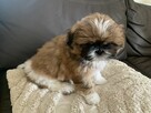 Piesek Shih-tzu tricolor - 2