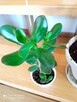 Aloesy kolekcjonerskie i ... - 7