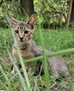 **Ekskluzywny Caracat F5 - Rzadki Skarb w Świecie Kotów!* - 11