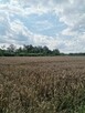 Sprzedam działkę budowlaną w Jarosławiu-Matusza - 3