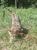 **Egzotyczny Książę Savannah F5 - Król Dzikiej Elegancji!* - 13