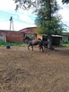 Sprzedam klacz 4lata że zrebakiem - 6