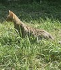 **Egzotyczny Książę Savannah F5 - Król Dzikiej Elegancji!* - 9