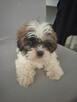 Shih tzu - 3