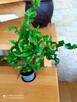 Aloesy kolekcjonerskie i ... - 8