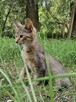 **Ekskluzywny Caracat F5 - Rzadki Skarb w Świecie Kotów!* - 12