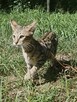 **Egzotyczny Książę Savannah F5 - Król Dzikiej Elegancji!* - 2