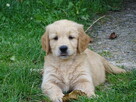 Golden retriever Paszport - 6