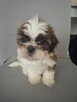 Shih tzu - 2