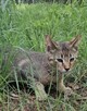 **Ekskluzywny Caracat F5 - Rzadki Skarb w Świecie Kotów!* - 15