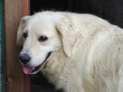 Golden retriever Paszport - 15