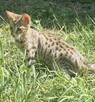 **Egzotyczny Książę Savannah F5 - Król Dzikiej Elegancji!* - 7