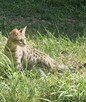 **Egzotyczny Książę Savannah F5 - Król Dzikiej Elegancji!* - 14