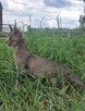 **Ekskluzywny Caracat F5 - Rzadki Skarb w Świecie Kotów!* - 8