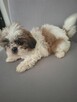 Shih tzu - 4