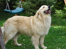 Golden retriever Paszport - 16