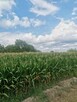 Sprzedam działkę rolno-budowlaną w Jarosławiu- Krakowska - 2